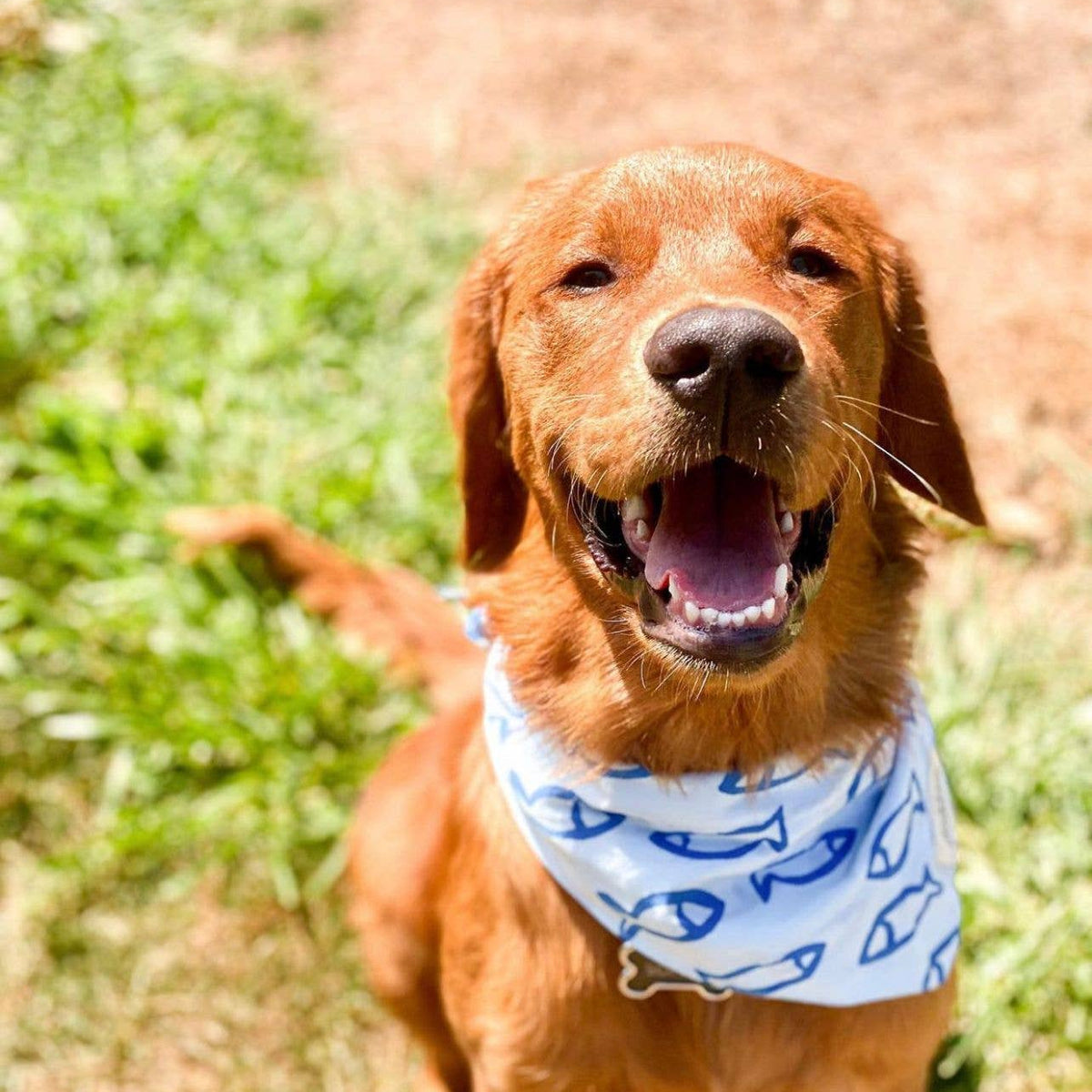 Go Fish Dog Bandana