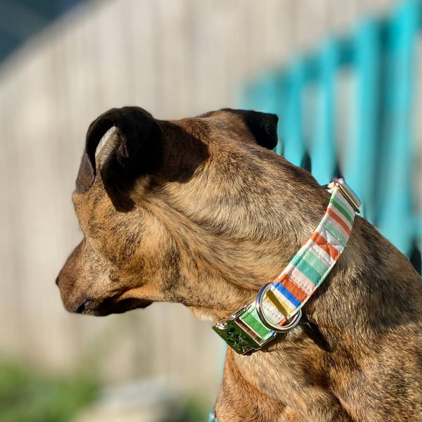 Dog collar Retro beach ball inspired summer stripes cobalt