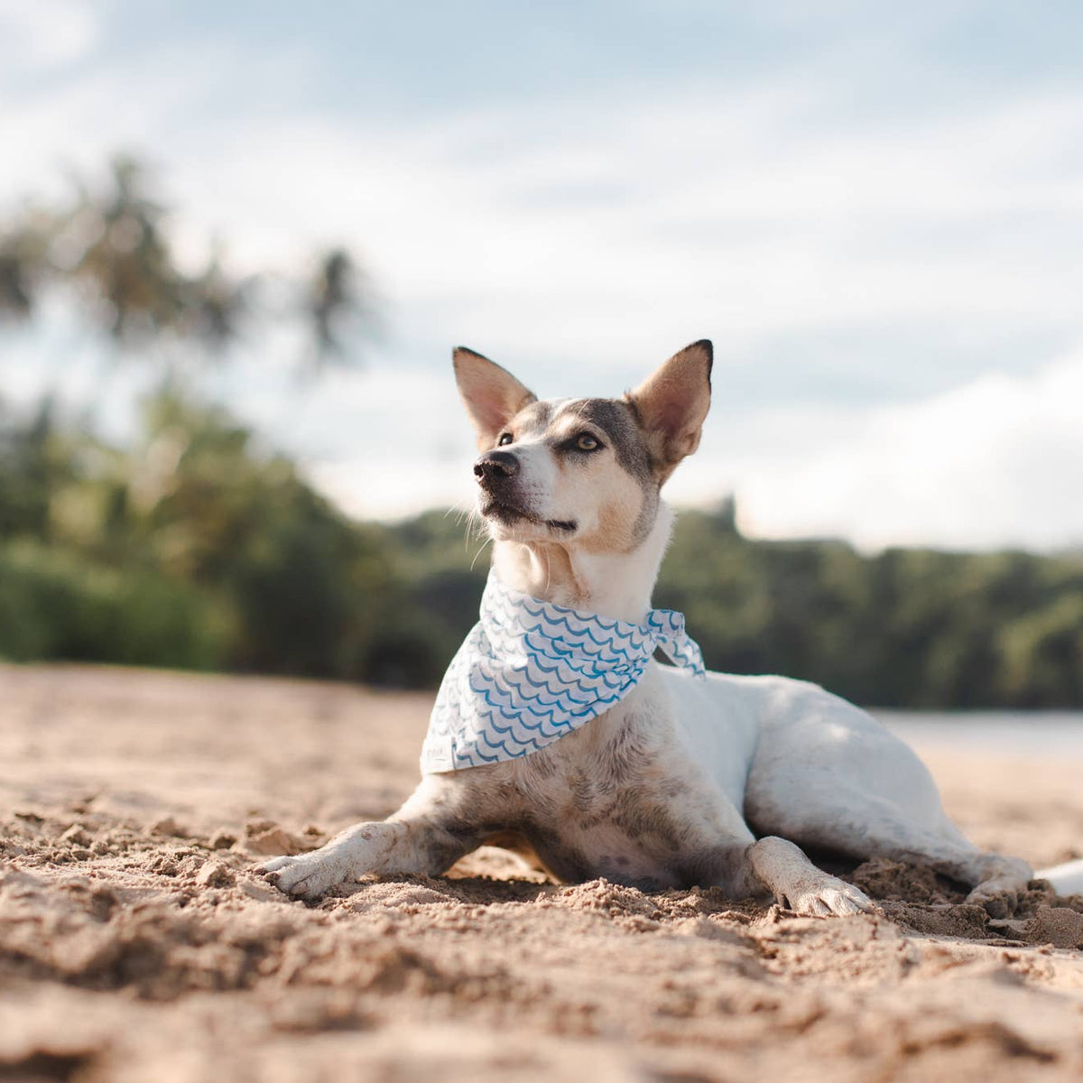 Sea - Dog Bandana