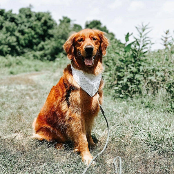 Range Dog Bandana