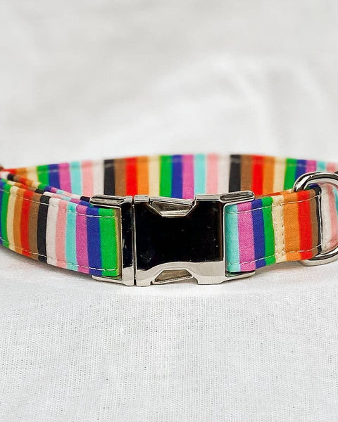 Progress pride flag stripes dog collar equality rainbow