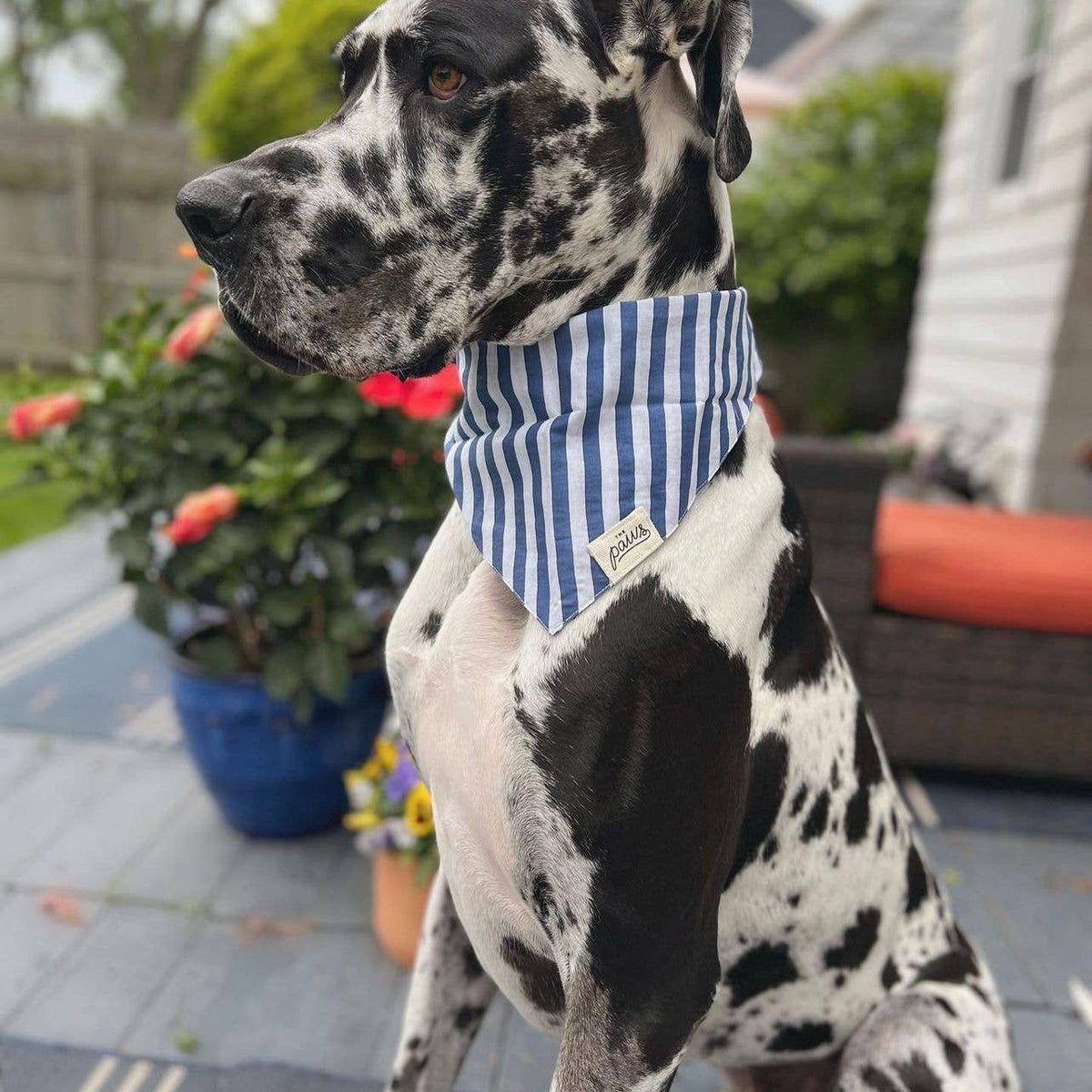 Harbour Dog Bandana