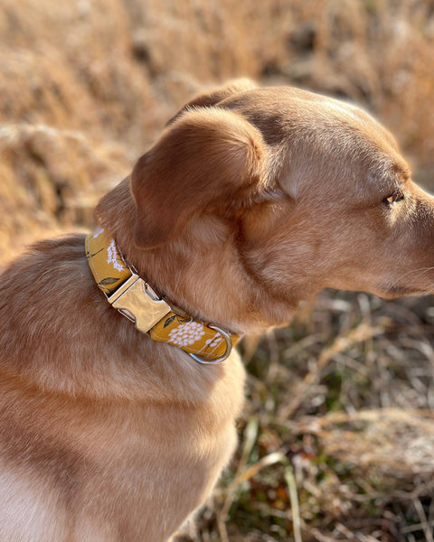 Floral Dog Collar, Summer Dog Collar, Fall