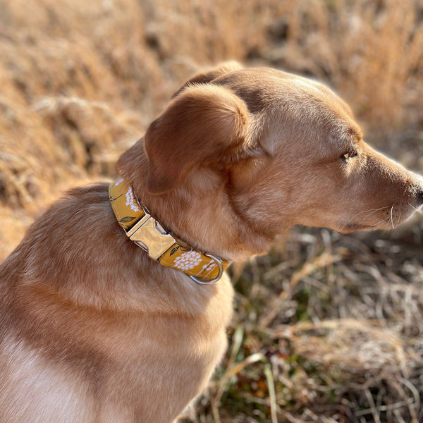 Floral Dog Collar, Summer Dog Collar, Fall