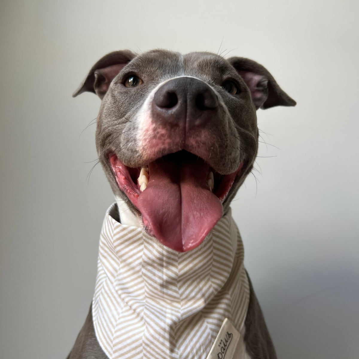 Herringbone Dog Bandana