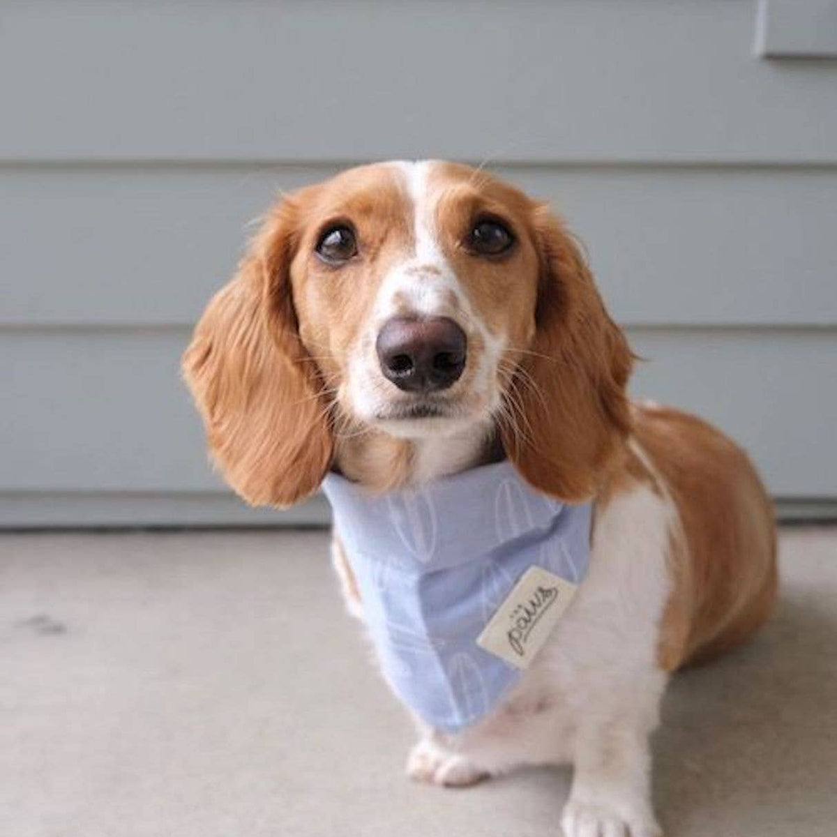 Sea Salt Dog Bandana