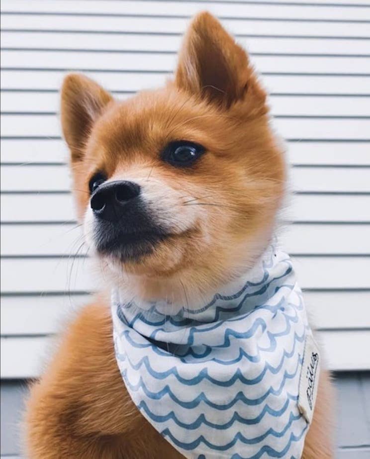 Sea - Dog Bandana