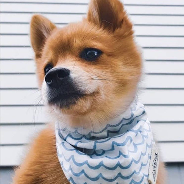 Sea - Dog Bandana