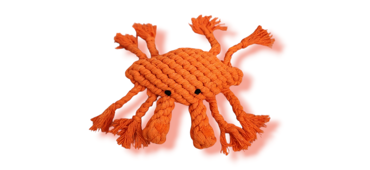 Kingsley the Orange Crab