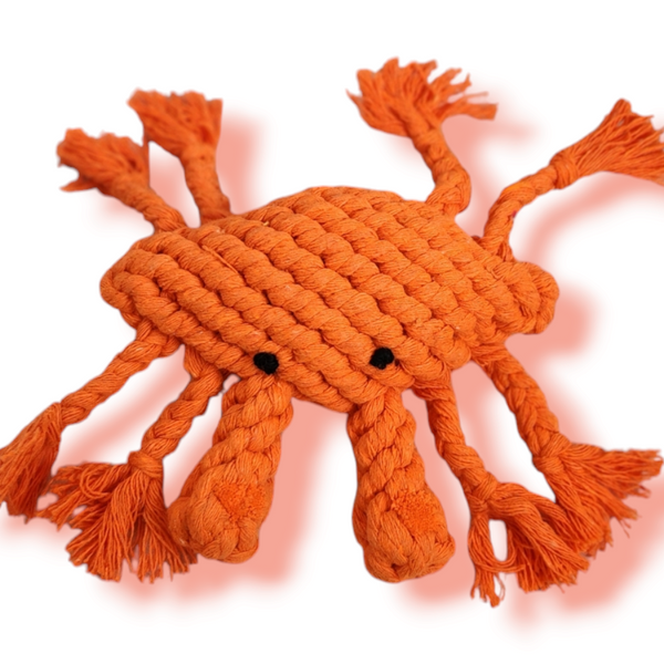 Kingsley the Orange Crab