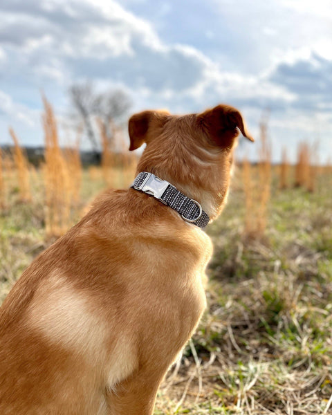 Dark Grey Ditsy Dot Dog Collar