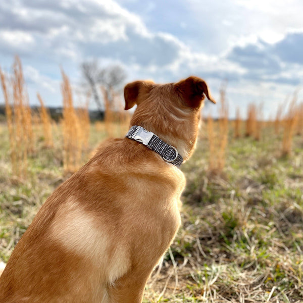 Dark Grey Ditsy Dot Dog Collar