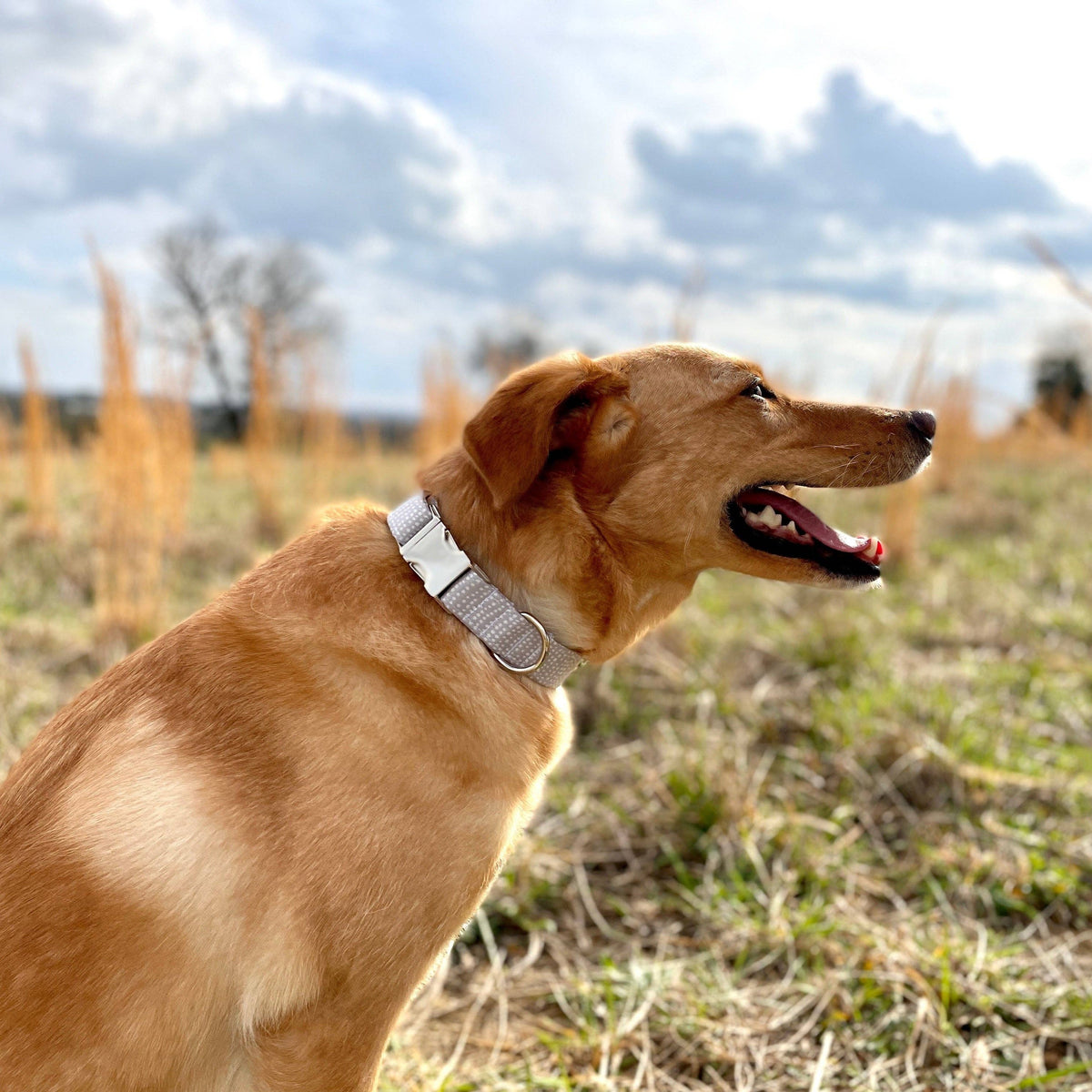 Dog Collar - Gray Ditsy Dots