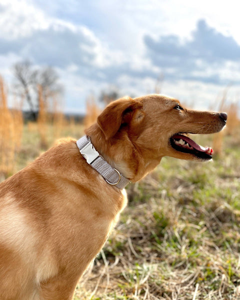 Dog Collar - Gray Ditsy Dots