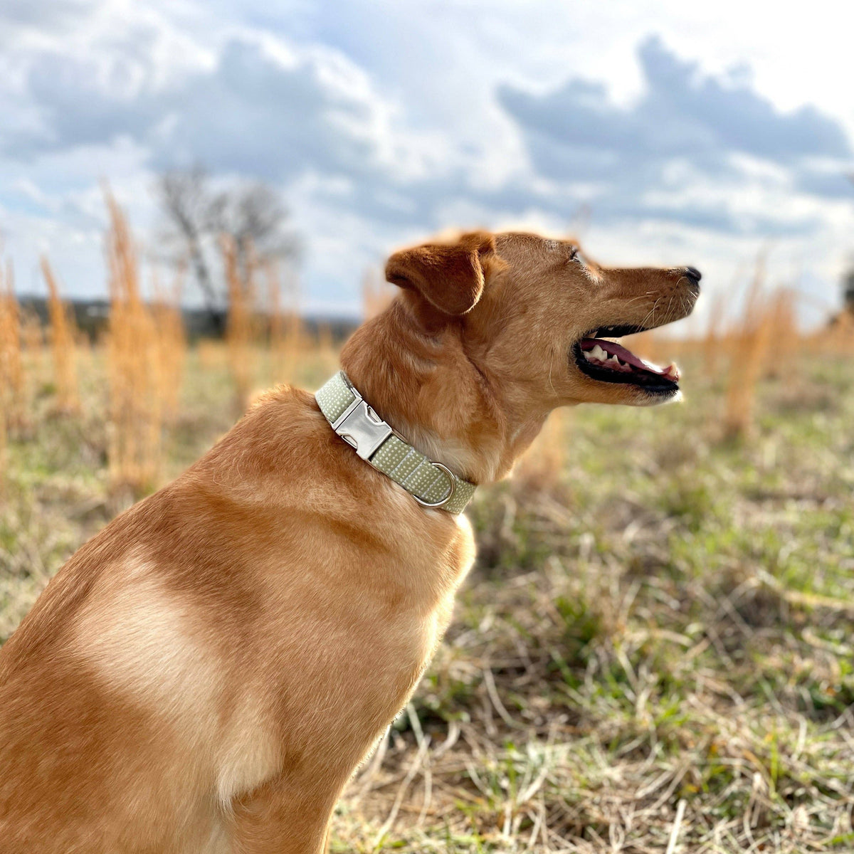 Dog Collar | Green Ditsy Dots