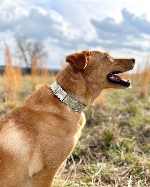 Dog Collar | Green Ditsy Dots