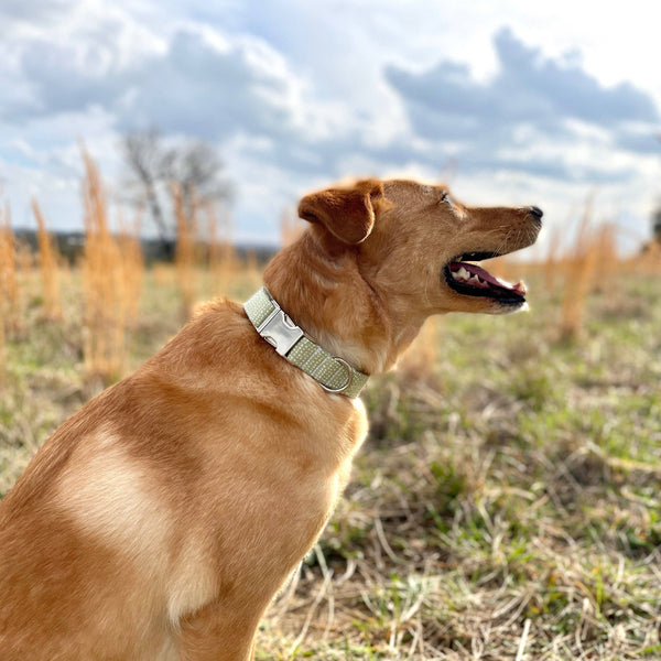 Dog Collar | Green Ditsy Dots