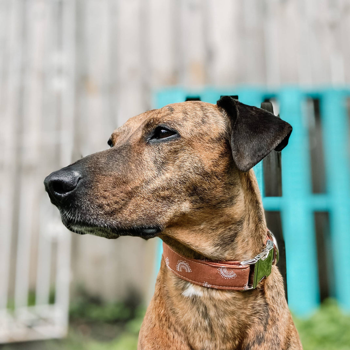 Boho mini rainbows boho dog collar with silver buckle