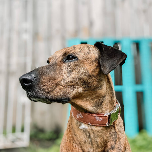 Boho mini rainbows boho dog collar with silver buckle