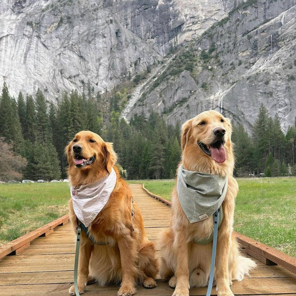 Range Dog Bandana